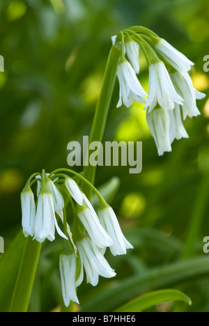 Trois coincés ail (Allium triquetrum (poireau)) capitule. Banque D'Images