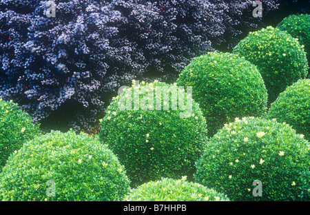 La mi-Boîte verte ou Buxus arbustes clipsés dans les domaines à faible contraste avec deep purple ou couverture d'épine-vinette Berberis thunbergii Banque D'Images