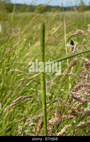 Timothy grass, Phleum pratense Banque D'Images