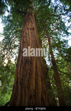 Grand arbre Séquoia Muir Woods National Monument Mill Valley San Francisco California Banque D'Images