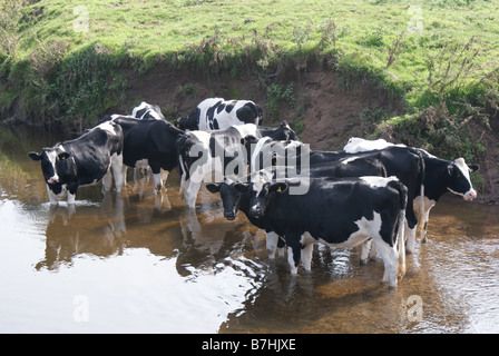 Troupeau de vaches se tenait dans la rivière. Banque D'Images