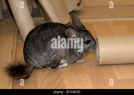 Beau et curieux 13 ans Homme Chinchilla gris jouer à l'extérieur de sa cage avec des tubes de carton et les jouets. Banque D'Images