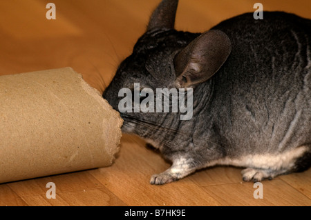 Beau et curieux 13 ans Homme Chinchilla gris jouer à l'extérieur de sa cage avec des tubes de carton et les jouets. Banque D'Images