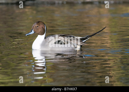 Canard pilet (Anas acuta) mâle Banque D'Images