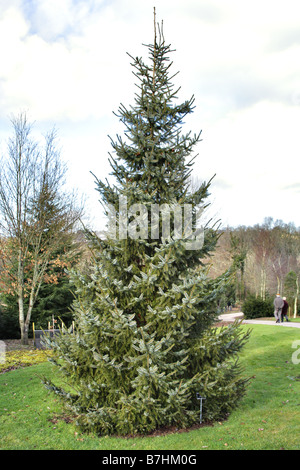 PICEA OMORIKA AGA À RHS ROSEMOOR DEVON Banque D'Images