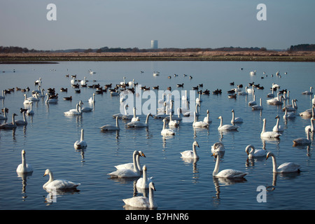 Cygne chanteur Cygnus cygnus sur le Mosslands Lancashire Banque D'Images