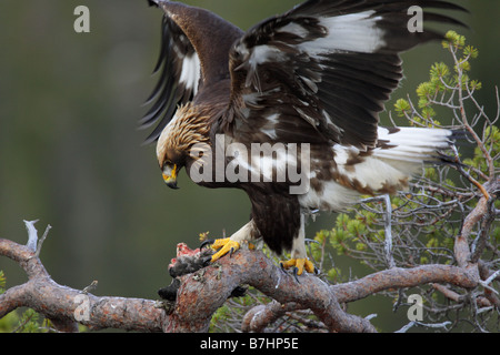 Aigle royal Aquila chrysaetos atterrissage sur le haut d'un sapin avec sa proie Banque D'Images
