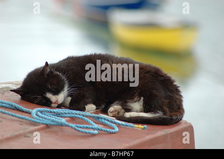 Chat noir et blanc endormi sur le port Mousehole, Cornwall, England, UK Banque D'Images