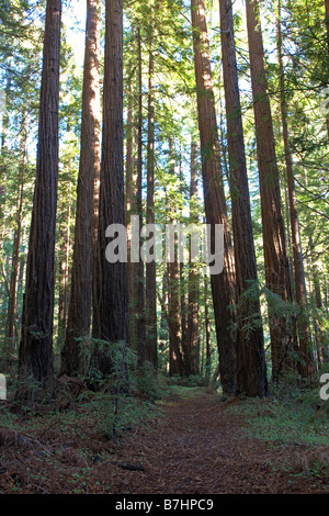 Redwood (Sequoia sempervirens), Big Sur, la côte Pacifique, près de la ville de Big Sur, Californie, USA Banque D'Images