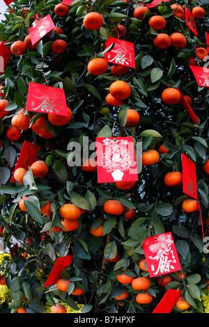 Chinois traditionnel Orange Nouveau ans Usine de fête Banque D'Images