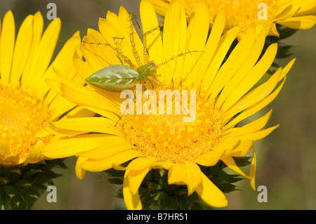 Green Spider Lynx en attente de proie sur une feuille a Daisy