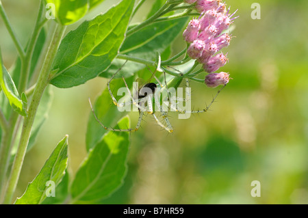Green Spider Lynx avec sa proie sur un marais Fleabane