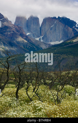 Paysage de Torres del Paine dans le brouillard avec dead meadow arbres brûlés et Patagonie Chili Banque D'Images