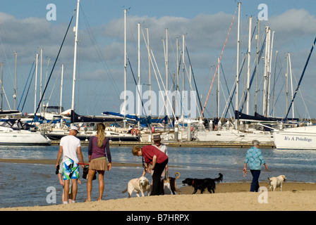 Sans laisse 'dog beach' à Brighton, sur la baie de Port Phillip, Melbourne, Australie Banque D'Images