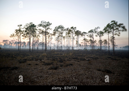Dans la combustion contrôlée Big Cypress National Preserve dans les Everglades de Floride Banque D'Images