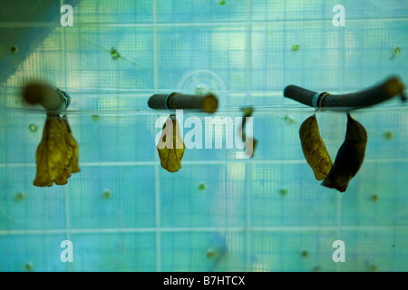 Close up des feuilles avec des oeufs à un géant ferme d'élevage de papillons sur Isla Bastimentos, Bocas del Toro, PANAMA Banque D'Images