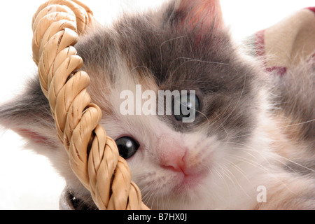 Les cheveux longs de couleur un chaton dans un panier à sous la poignée Banque D'Images