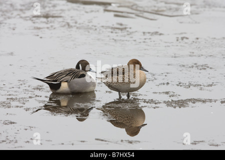 Le Canard pilet Anas acuta paire adultes hommes et femmes debout sur la glace sur un lac gelé Banque D'Images