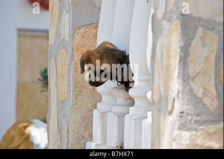 Half Breed dog - chiot (quatre mois) entre les colonnes Banque D'Images