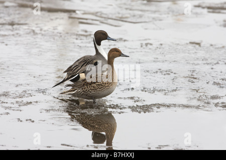 Le Canard pilet Anas acuta paire adultes hommes et femmes debout sur la glace sur un lac gelé Banque D'Images