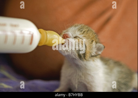 Jeune chat obtenir de la nourriture Banque D'Images