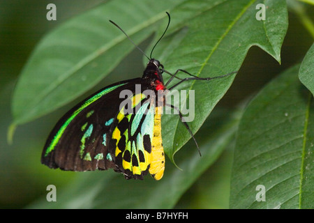 Ornithoptera priamus priamus (papillon) reposant sur feuille, conservatoire de papillons de Niagara, Niagara Falls, Ontario, Canada. Banque D'Images