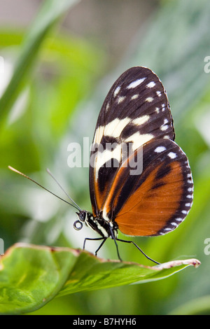 Tiger Longwing (papillon Heliconius hecale) reposant sur feuille, conservatoire de papillons de Niagara, Niagara Falls, Ontario, Canada. Banque D'Images