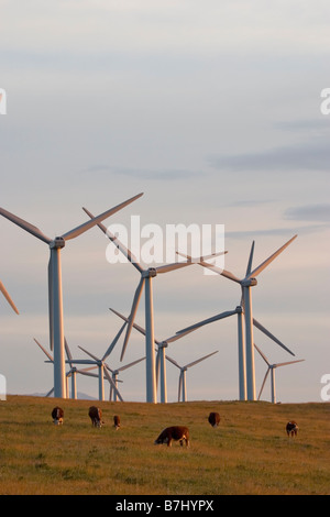 Les moulins à vent utilisés pour produire de l'énergie électrique à Cowley Ridge dans le sud de l'Alberta, Canada Banque D'Images