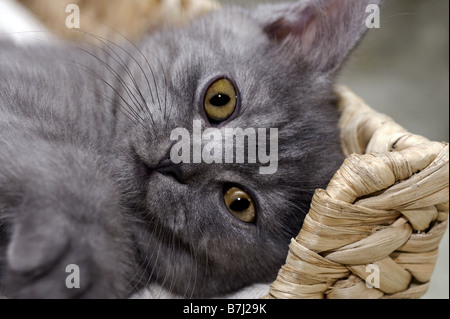 British Shorthair cat - chaton - lying Banque D'Images