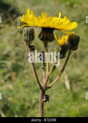 Le laiteron des champs, Sonchus arvensis Banque D'Images