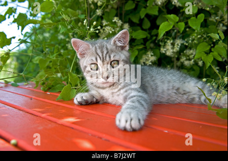 Cat - chaton British Shorthair sur table Banque D'Images