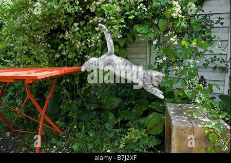 British Shorthair chat. Chaton d'un saut d'une table de jardin d'une caisse Banque D'Images