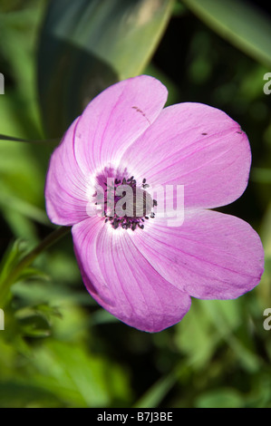 Anemone coronaria-Kalanit Banque D'Images