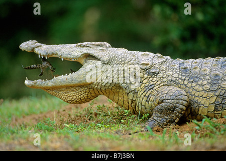 Le crocodile du Nil (Crocodylus niloticus). Jeter les jeunes femmes dans sa bouche pour la porter sur l'eau Banque D'Images