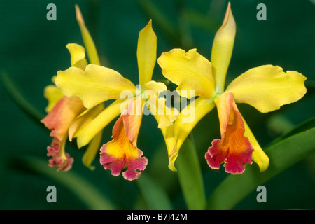 Diplocentrus (orchidées tropicales cattleya, Laeliocattleya, variété : Ambre magnifique bougies, fleurs Banque D'Images