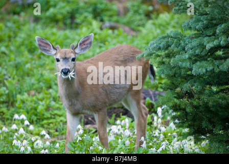 Le Cerf mulet avalanche de manger les lis. Le Parc National Olympique, Washington, USA Banque D'Images