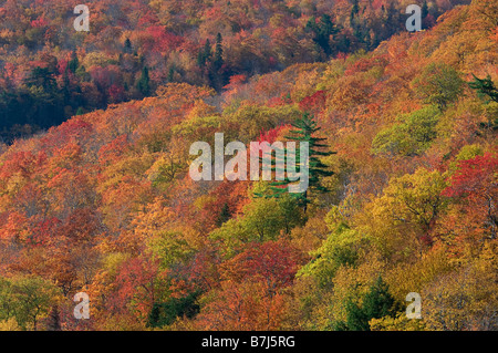 La couleur en automne. Cape Breton Highlands National Park. Banque D'Images