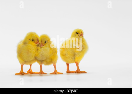 Les poussins jaunes. Les poulets de bébé. Banque D'Images