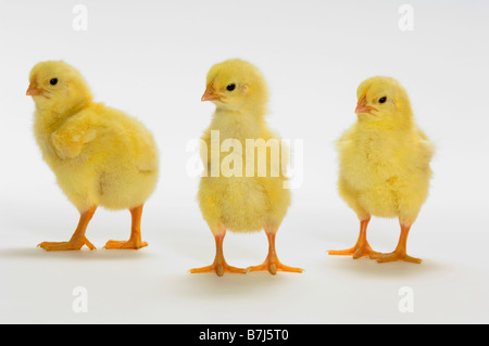 Les poussins jaunes. Les poulets de bébé. Banque D'Images