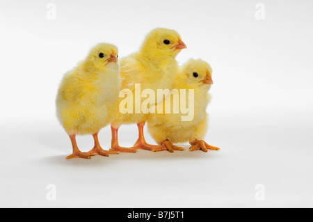 Les poussins jaunes. Les poulets de bébé. Banque D'Images