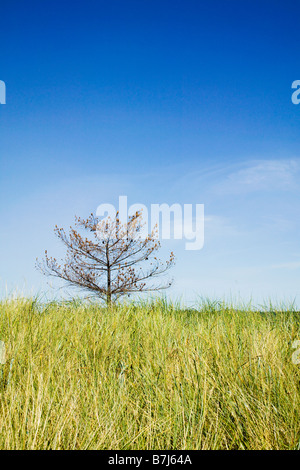 Lone Tree sur Sidney Spit Marine Park, BC, Canada Banque D'Images