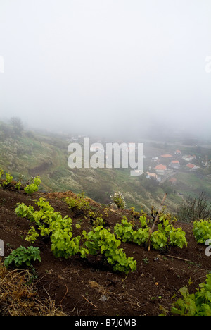 dh LEVADA MADEIRA vignes en champ misty coteau vignes colline pente vin raisins vigne champs de vignes Banque D'Images