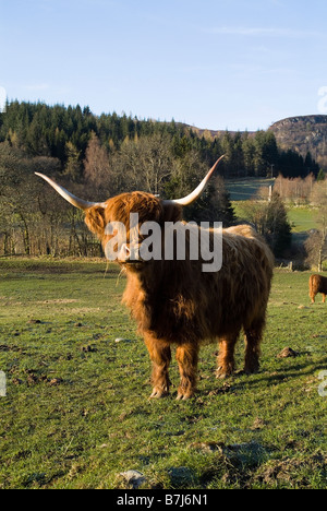 Vache Highland dh UK VACHE Highland vache dans domaine vallée du Tummel Banque D'Images