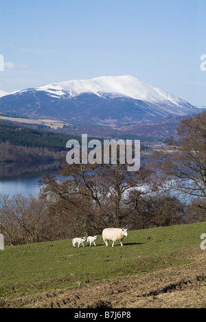 dh Loch Tummel STRATHTUMMEL PERTHSHIRE Écosse moutons deux agneaux sur le terrain Mont Schiehallion Ewe royaume-uni scottish Highlands Spring Lamb ferme animaux scène Banque D'Images