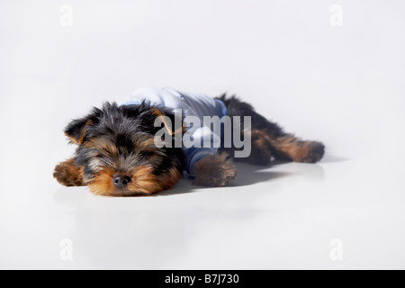 Yorkshire Terrier il porte un pull bleu dormir sur le plancher Banque D'Images