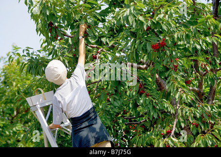 Dame sur l'échelle de la cueillette des cerises cherry tree, Ontario Banque D'Images