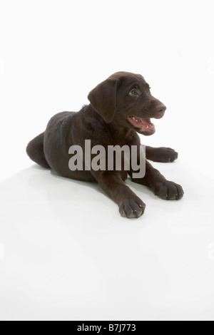 Chiot labrador chocolat, fixant avec paws stretched out, bouche ouverte Banque D'Images