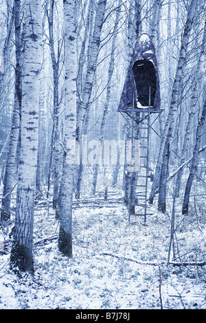 Bosquet de peupliers, avec la chasse aveugle de l'arbre, duotone, Alberta Banque D'Images