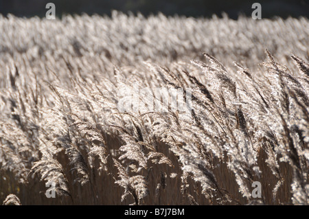 Les Phragmites Claj Norfolk UK Janvier rétroéclairé Banque D'Images