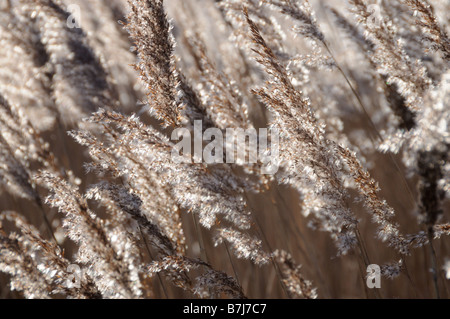 Les Phragmites Claj Norfolk UK Janvier rétroéclairé Banque D'Images